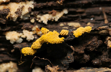極小粒々の毒々しい山吹色のケホコリ科キノコが群体寄生する湿った朽木（自然環境下ストロボマクロ接写）