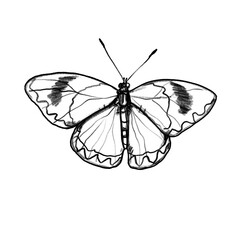 Butterfly, hand-drawn pencil drawing, illustration, black, transparent background, PNG