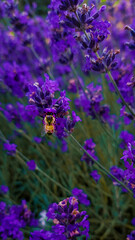 Obraz premium A bee sits on a blooming purple wildflower