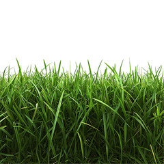 Fototapeta premium Lush green grass field realistic landscape cutout, isolated on white background 