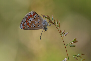 Common blue butterfly ,, Polyommatus icarus,, on wild flower in sunny summer day, Danubian wetland meadow, Slovakia