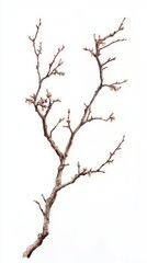 Delicate Spring Branch with Gentle Blossoms - A Detailed Watercolor Illustration
