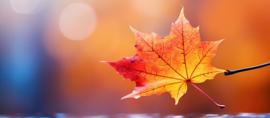 Fototapeta premium Vibrant red and orange autumn maple leaf resting on a blurred orange background with soft bokeh effect and ample copy space at the top