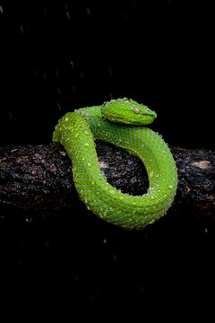 green snake on black