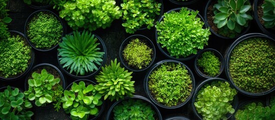 Vibrant green plants in black decorative pots viewed from above showcasing lush foliage and tranquility with various shades of green and textures