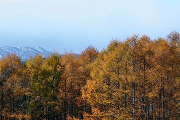 Fototapeta premium 黄葉とカラマツ林