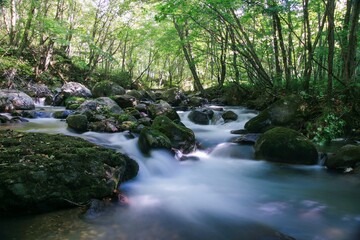 Obraz premium 緑の森を流れる清流