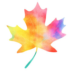 Vibrant Watercolor Maple Leaf Autumn Fall Season Design Element ,isolate transparent  background