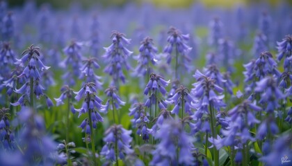 Fototapeta premium Delicate Lavender Flowers Bloom in a Lush Meadow