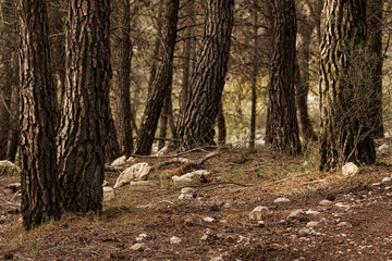 Troncos de pinos en el bosque del parque natural Sierra de Mariola, Alcoy, España