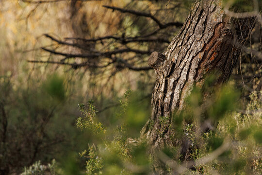 Pino ba&ntilde;ado por el sol en el sotobosque del parque natural Sierra de Mariola, Alcoy, Espa&ntilde;a