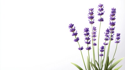 Naklejka premium Lavender Flowers on White Background