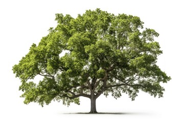 Obraz premium Tree plant white background tranquility.