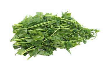 Organic Ceylon spinach or Malabar spinach vegetable isolated on white background. Concept, Thai local vegetables that useful, can be cooked in variety menu and also has medical herbal qualification. 