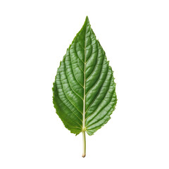 Fototapeta premium Large Green Weed Leaf with Detailed Veins Isolated on Transparent Background.