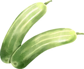watercolor cucumber