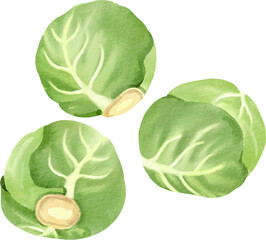 watercolor brussels sprouts