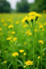 Obraz premium Artemisia absinthium in a field with other plants, field, yellow flowers, artemisia