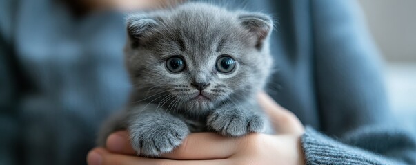 Adorable gray kitten with big eyes in human hands