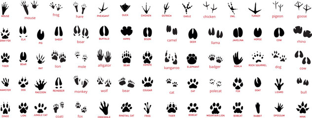 Animals paw prints. Cartoon mammal footprints, black bird foot. Wild animal feet silhouette.