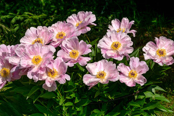 Magnificent buds of unusual soft pink peonies close-up.