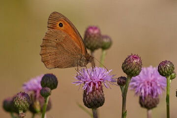 Beautiful meadow brown butterfly ,, Maniola jurtina,, on blooming wildflowers in summer day, Danubian wetland, Slovakia