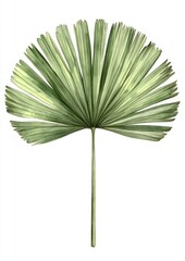 Fan palm leaf illustration plant art.