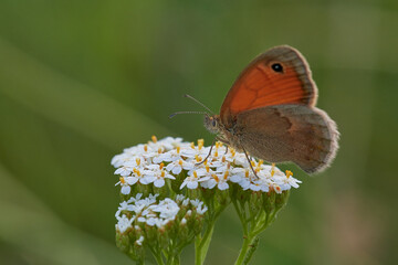 Beautiful meadow brown butterfly ,, Maniola jurtina,, on blooming wildflowers in summer day, Danubian wetland, Slovakia