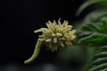 Closeup Macro Photography of a Unique Plant Bud