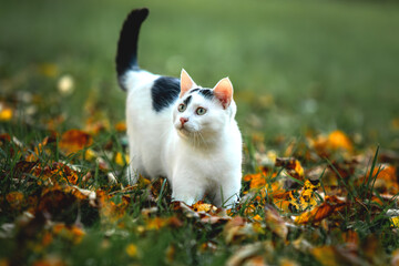 white cat in the grass