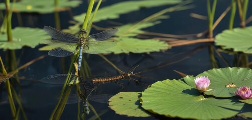 Hairy dragonfly exuvia and partially emerged larva on a reed with water lilies, macro, hairy