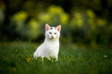 white cat on the grass