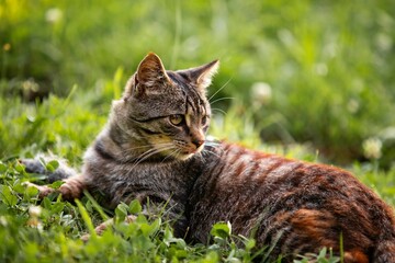 cat on the grass