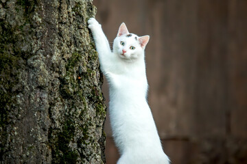 white cat on a tree