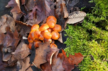 (Entoloma) mushrooms