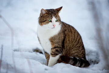 cat in snow