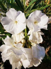Close-up of some beautiful white flowers in the field