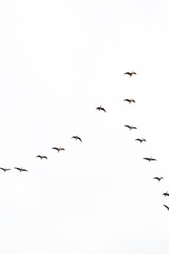 A flight of wild geese in v-formation against an overcast sky.