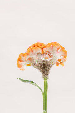 Celosia argentea cristata orange flower.