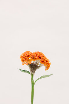 Celosia argentea cristata orange flower.