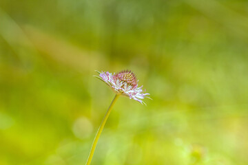 Pink Scabiosa Flower: Delicate Beauty of Summer Meadows
