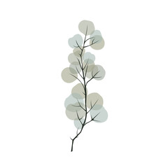 Fototapeta premium Eucalyptus branch isolated on white backgroound