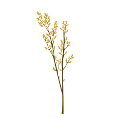 dried flower branch