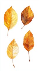 Fototapeta premium Autumn Watercolor Leaves: A Detailed Botanical Illustration of Fall Colors