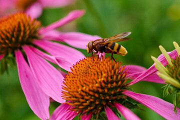Beautiful marmalade hoverfly ,,Episyrphus balteatus,, pollinates wildflower in summer day, Danubian wetland meadow, Slovakia
