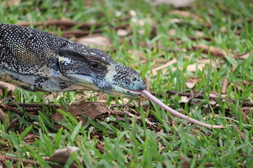 photogenic australian iguana posing in high grass 