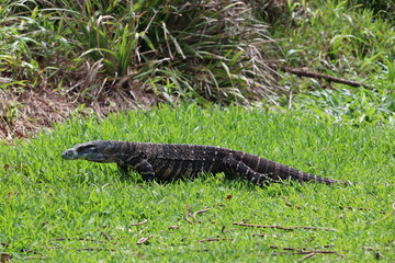 photogenic australian iguana posing in high grass 