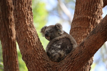 Wild Koala Resting in Eucalyptus tree South Australia