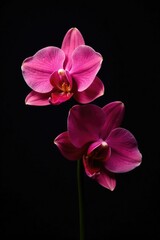 Dark elegance of black background with pink cattleya, , floral, modern