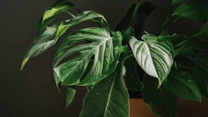 Obraz premium Closeup of vibrant green houseplant leaves with intricate textures against a dark background emphasizing natural beauty and tranquility.